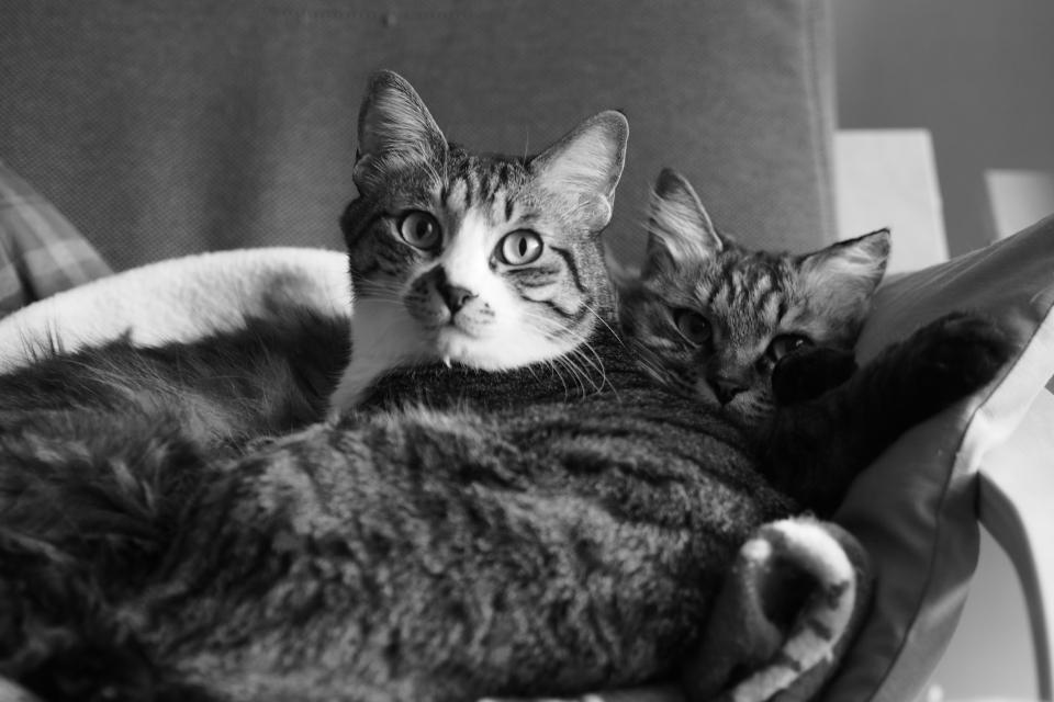 f:id:hisadoi:20170319154531j:image