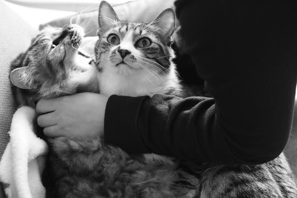 f:id:hisadoi:20170319154600j:image