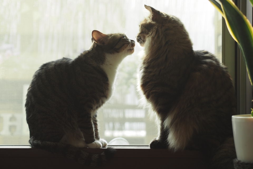 f:id:hisadoi:20170319155220j:image