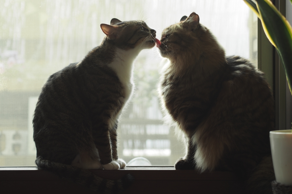 f:id:hisadoi:20170319155226j:image