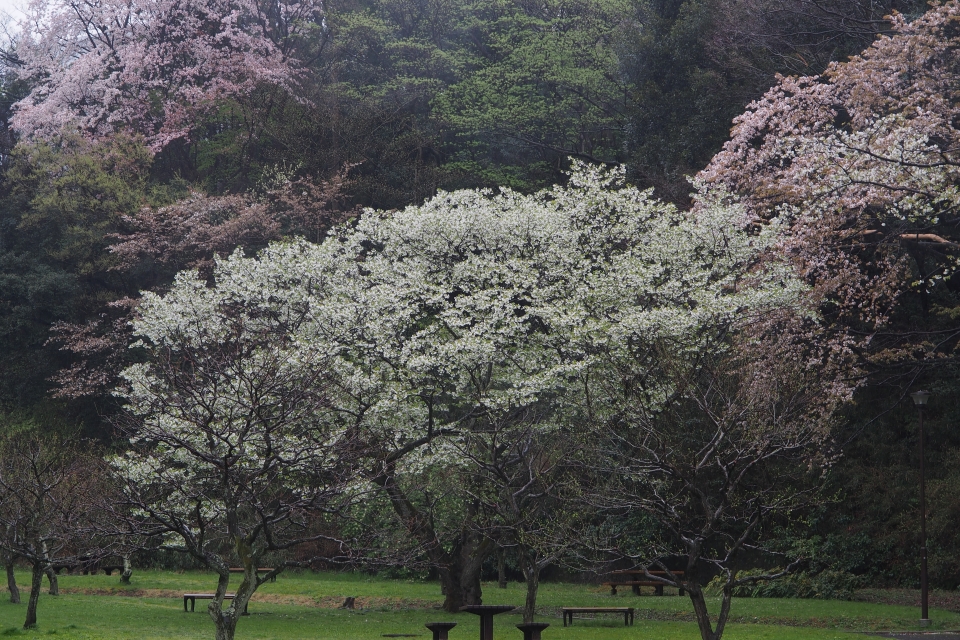 f:id:hisadoi:20170408064309j:image