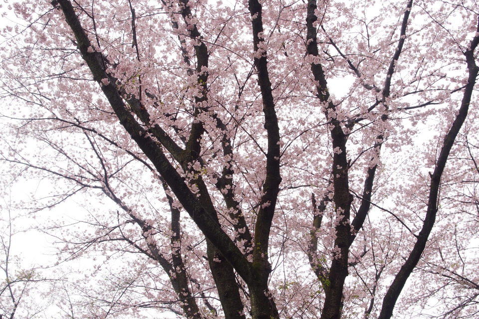 f:id:hisadoi:20170408065941j:image