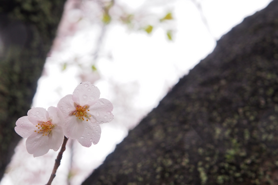 f:id:hisadoi:20170408070652j:image