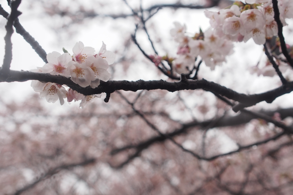 f:id:hisadoi:20170408071557j:image