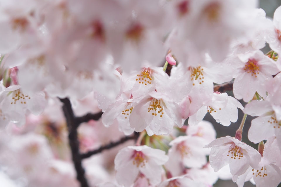 f:id:hisadoi:20170408071930j:image