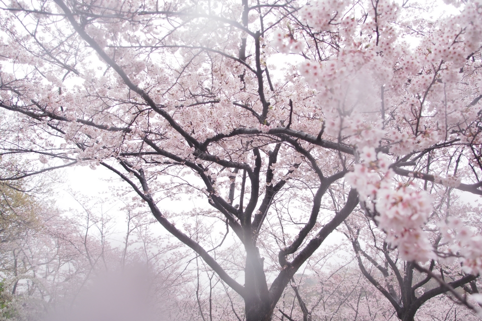 f:id:hisadoi:20170408072655j:image