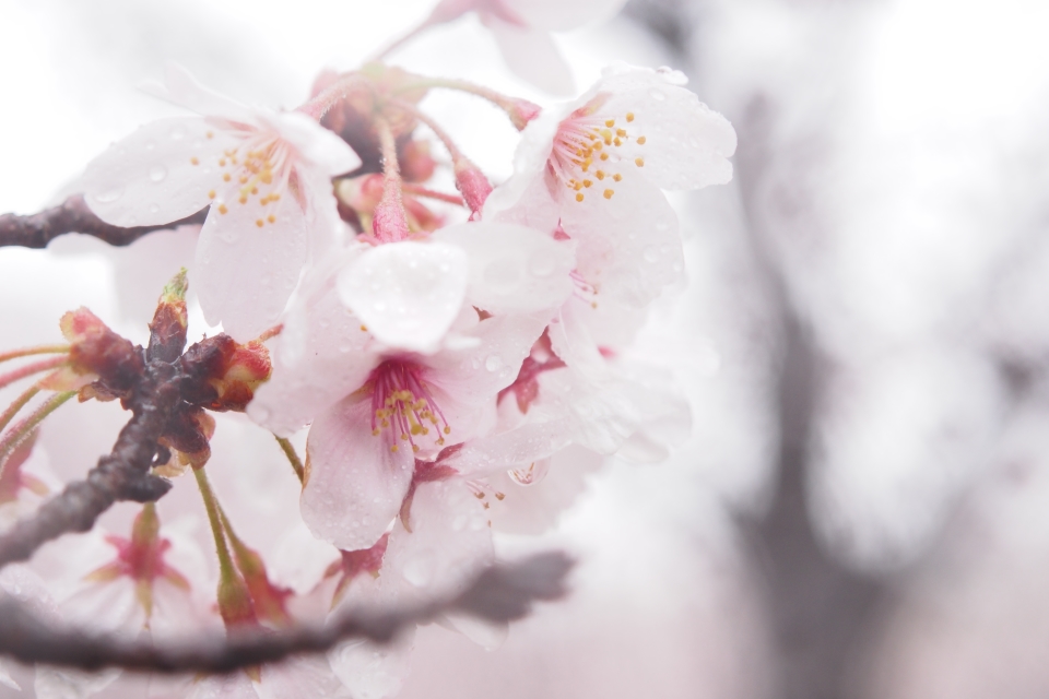 f:id:hisadoi:20170408072938j:image