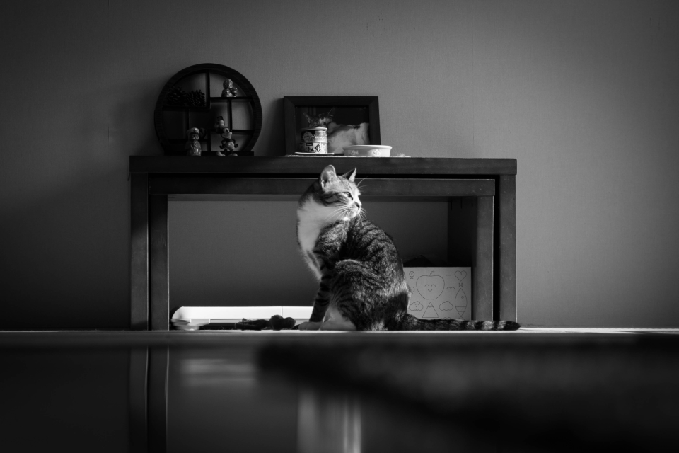 f:id:hisadoi:20170528161304j:image f:id:hisadoi:20170528161304j:image