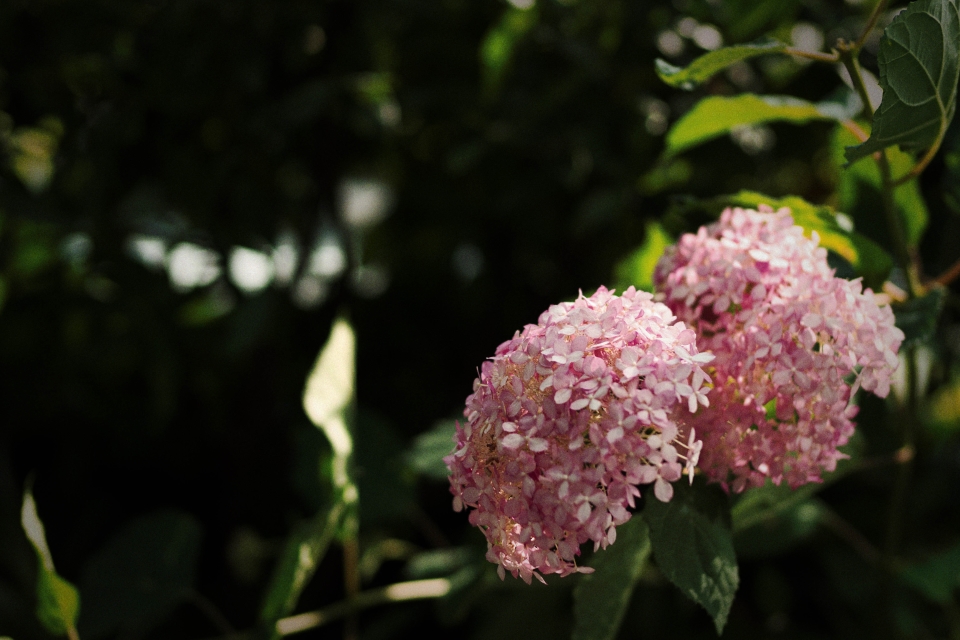 f:id:hisadoi:20170610151514j:image f:id:hisadoi:20170610151514j:image