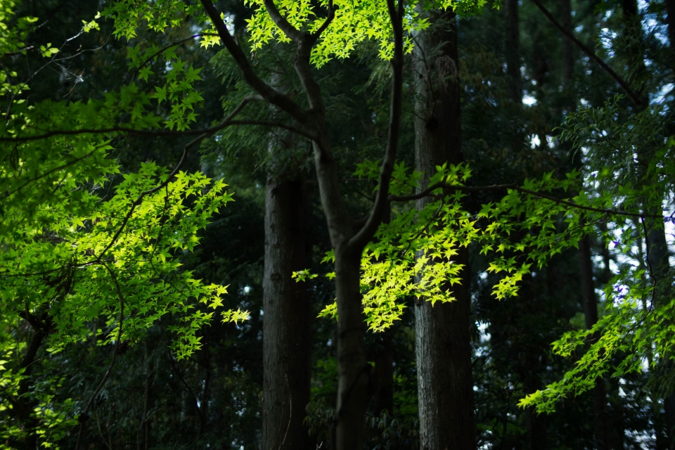 f:id:hisadoi:20170617143236j:image f:id:hisadoi:20170617143236j:image