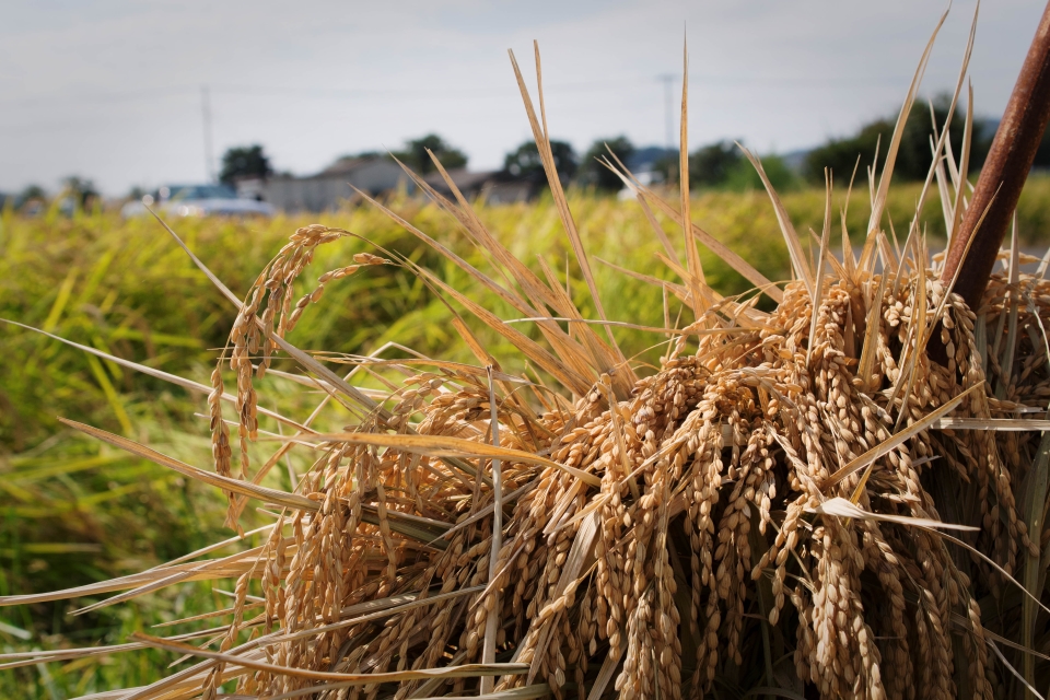 f:id:hisadoi:20171001103926j:image