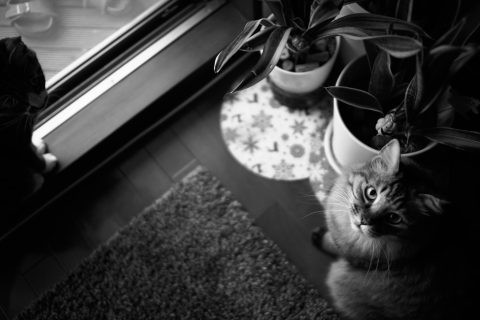 f:id:hisadoi:20171021153151j:image