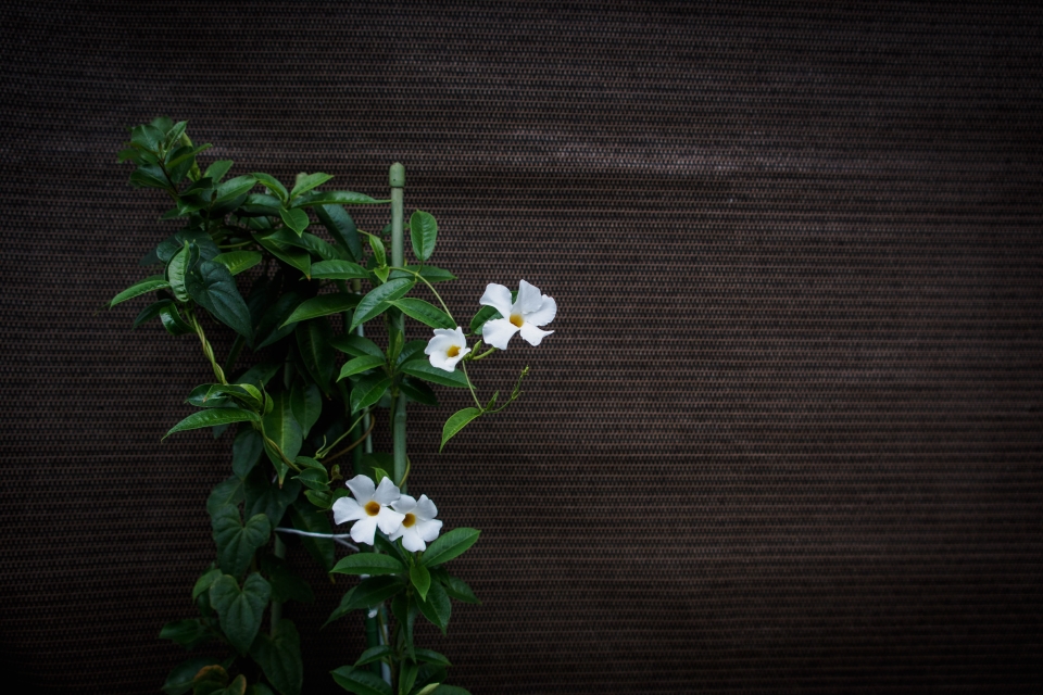 f:id:hisadoi:20171022111701j:image