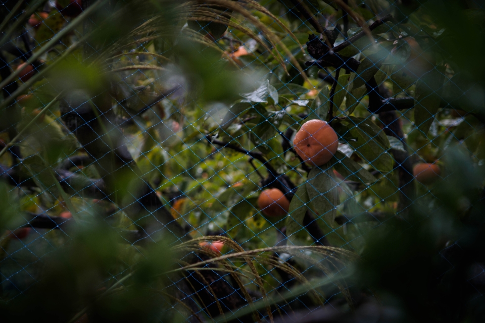 f:id:hisadoi:20171022114507j:image