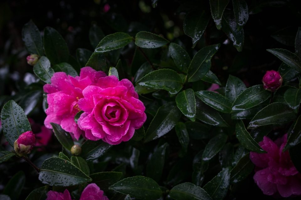 f:id:hisadoi:20171029100903j:image