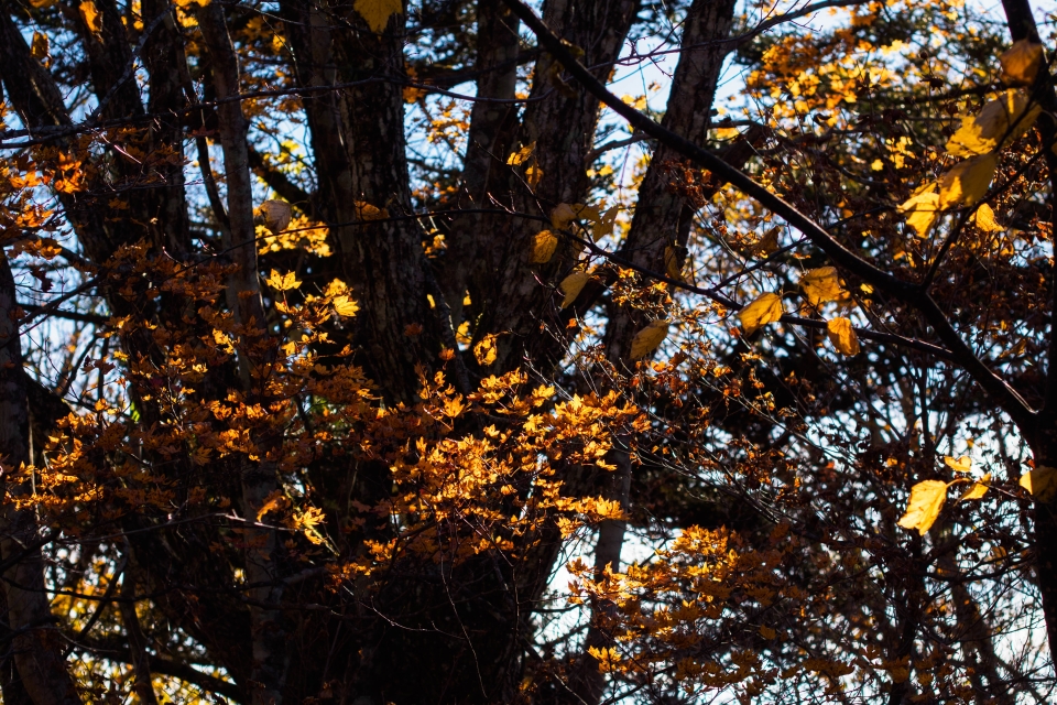 f:id:hisadoi:20171101081705j:image