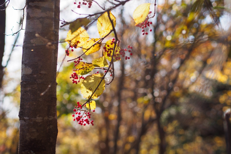 f:id:hisadoi:20171101082518j:image