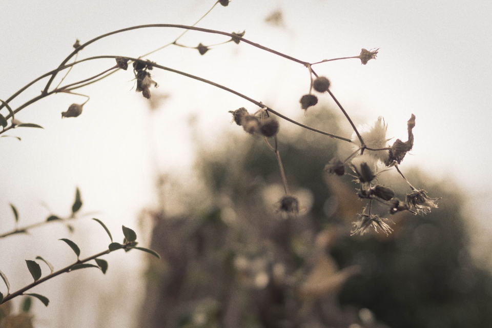 f:id:hisadoi:20180108113709j:image