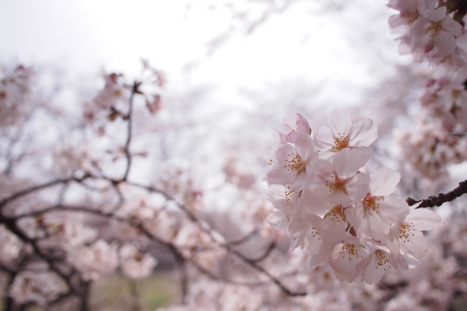 f:id:hisadoi:20180327104018j:image