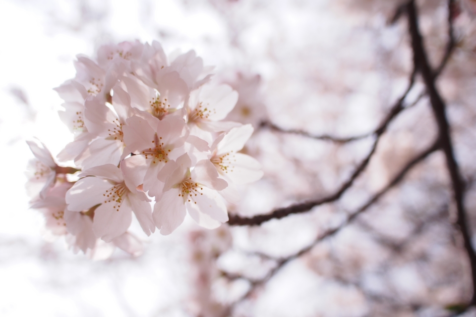 f:id:hisadoi:20180327104114j:image