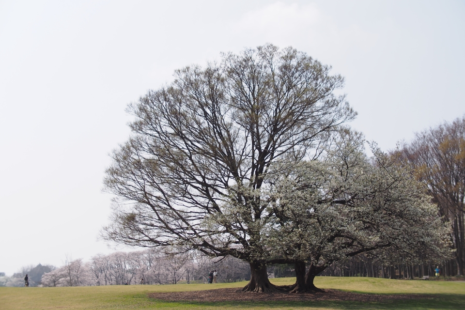 f:id:hisadoi:20180327112013j:image