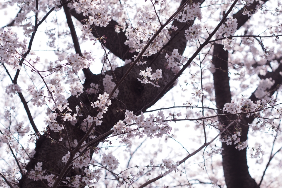 f:id:hisadoi:20180327114127j:image