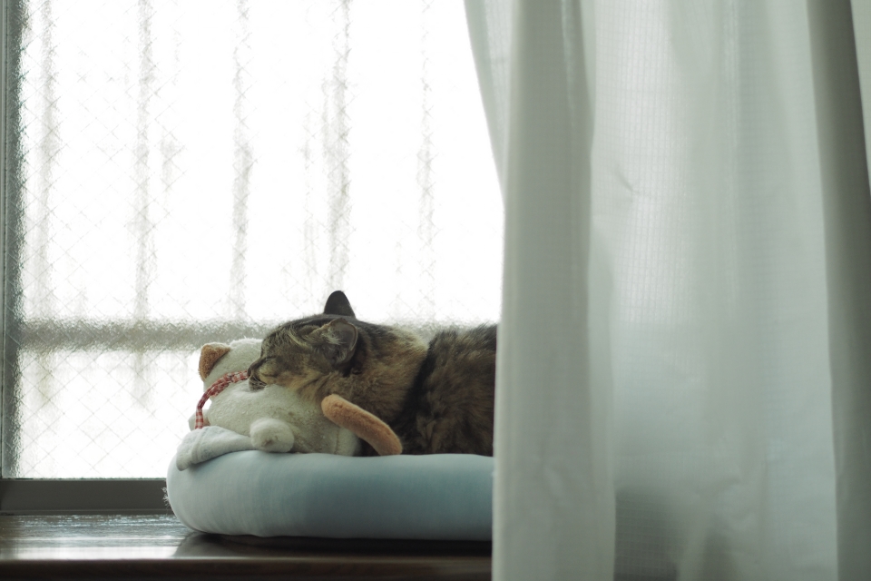 f:id:hisadoi:20180407125104j:image