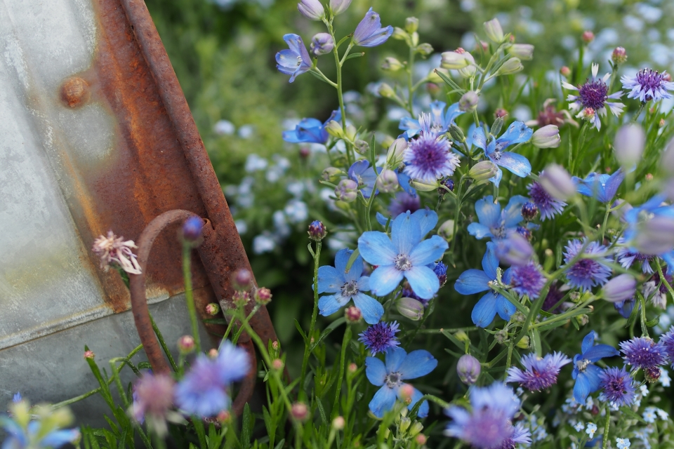 f:id:hisadoi:20180415173001j:image