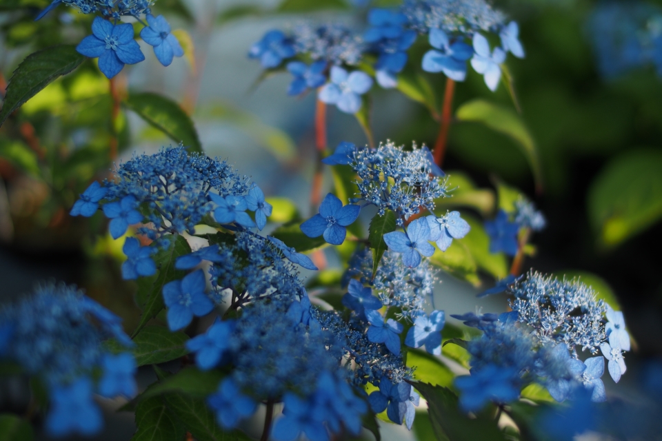 f:id:hisadoi:20180602172431j:image