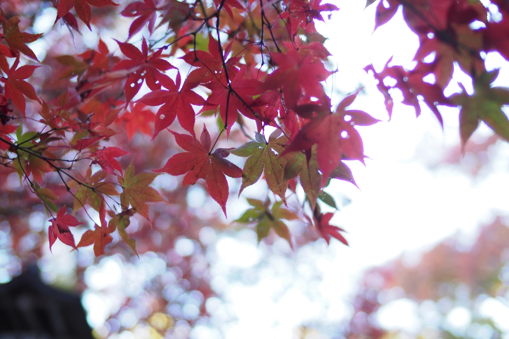 f:id:hisadoi:20181124082143j:image