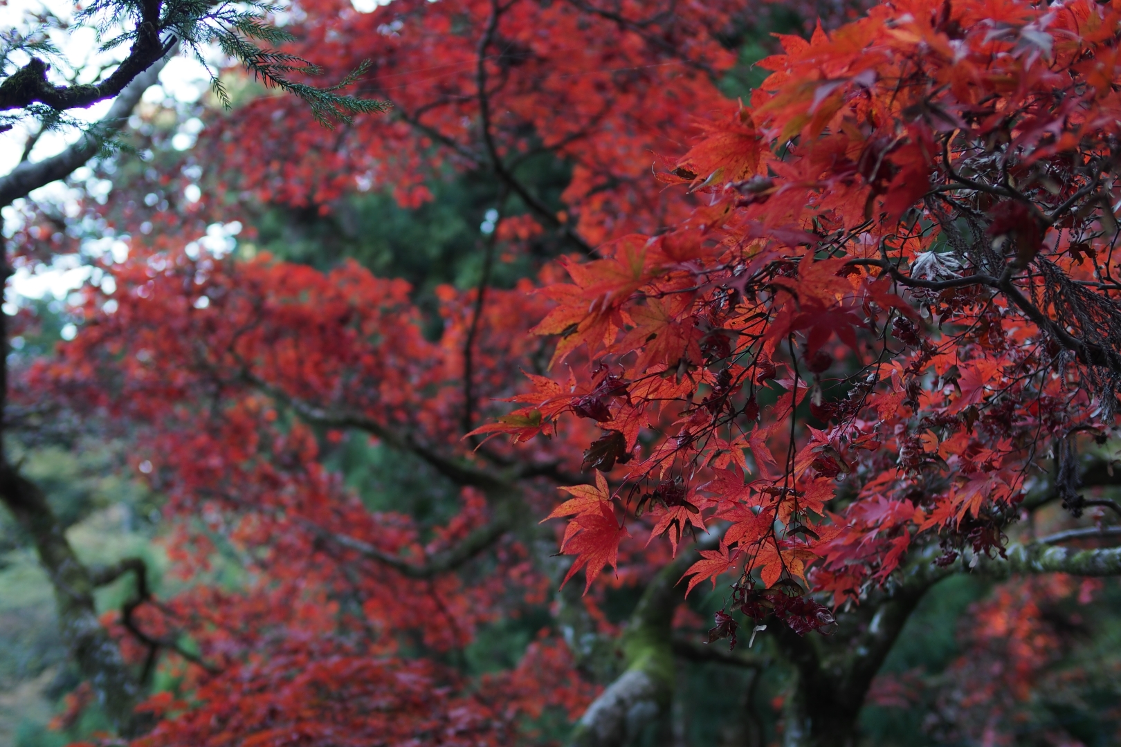 f:id:hisadoi:20181124093604j:image