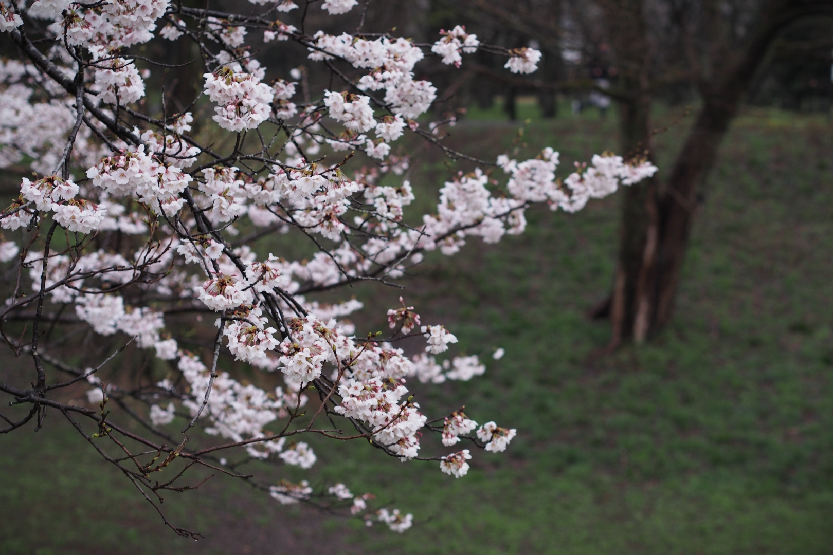 f:id:hisadoi:20190331070601j:plain f:id:hisadoi:20190331070601j:plain