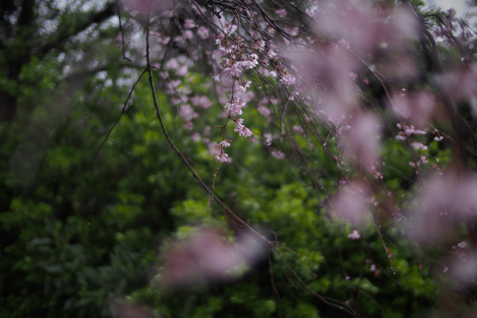 f:id:hisadoi:20190331072120j:plain f:id:hisadoi:20190331072120j:plain