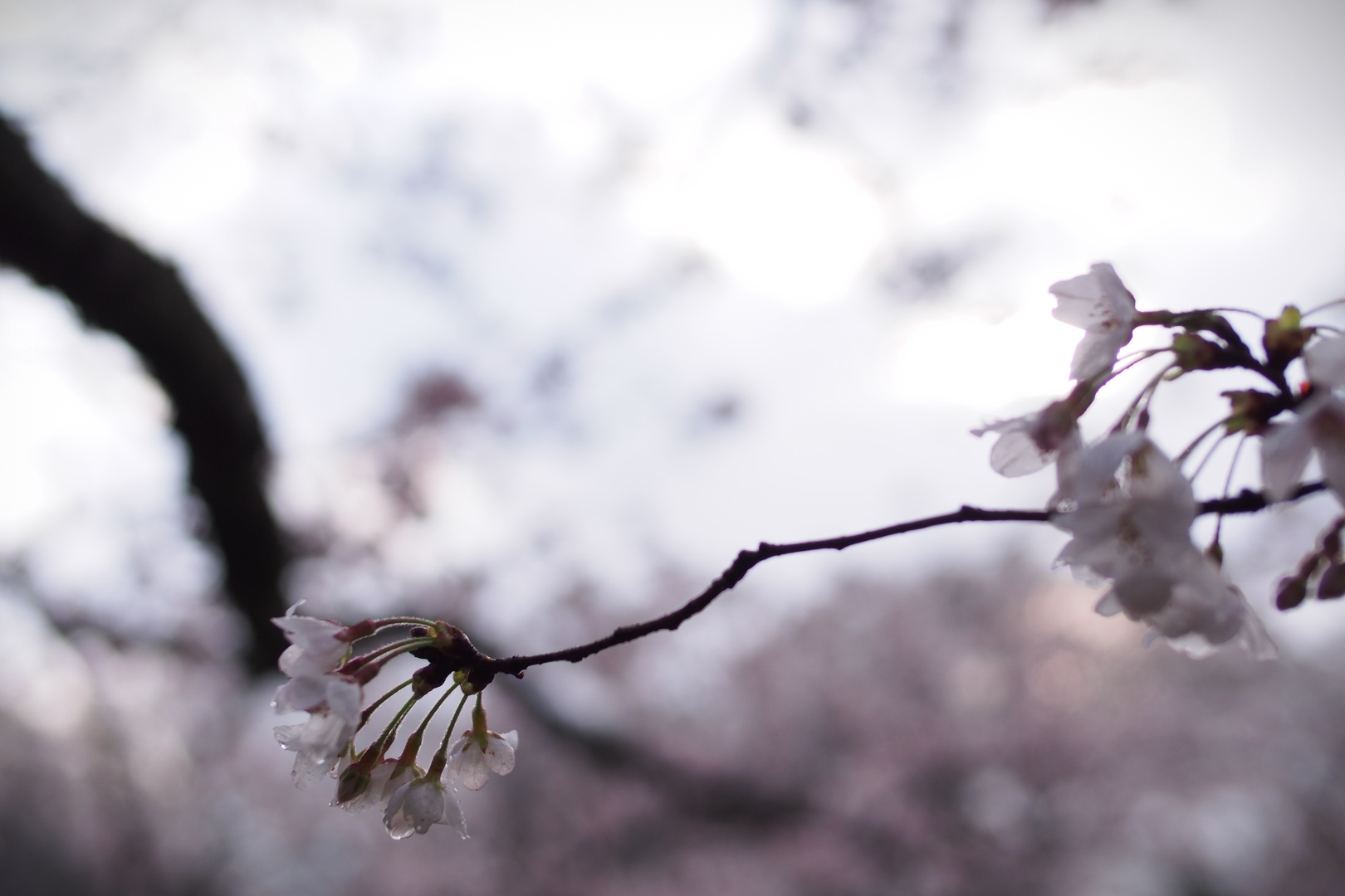 f:id:hisadoi:20190331072413j:plain f:id:hisadoi:20190331072413j:plain
