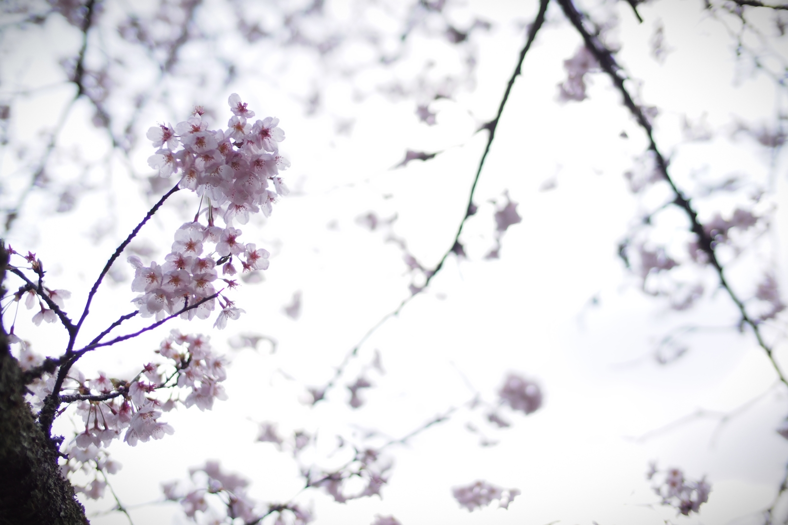 f:id:hisadoi:20190331072443j:plain f:id:hisadoi:20190331072443j:plain