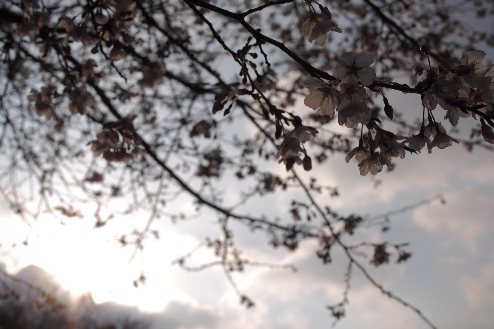 f:id:hisadoi:20190331073039j:plain f:id:hisadoi:20190331073039j:plain