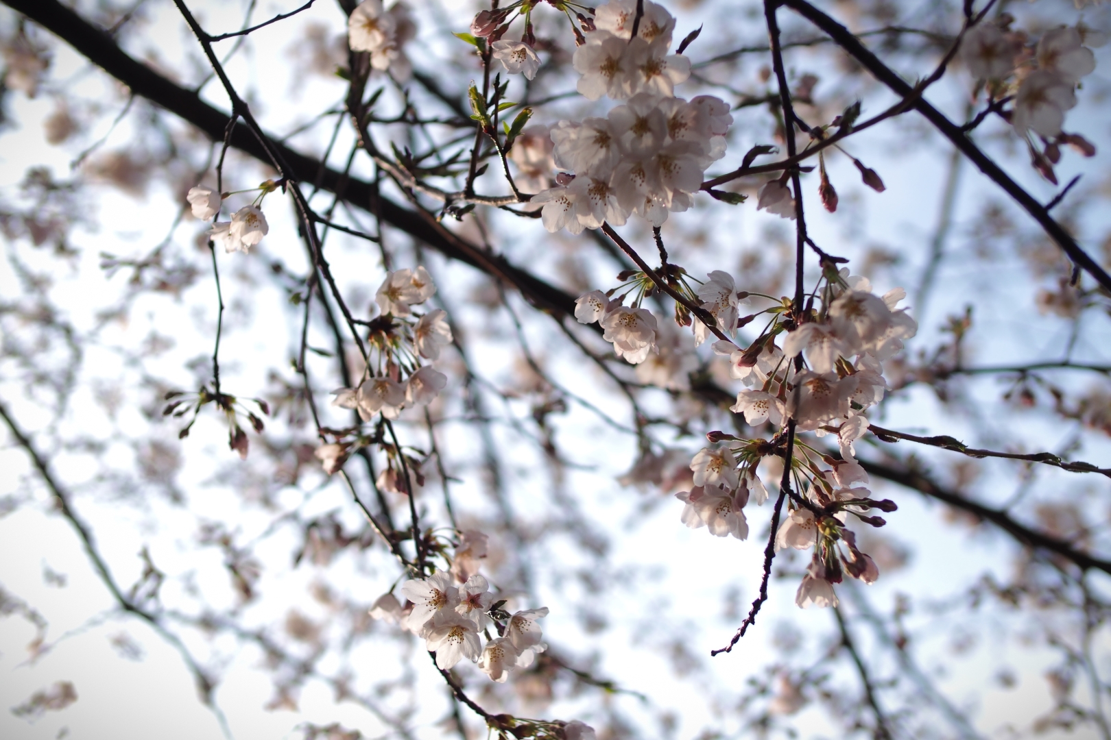f:id:hisadoi:20190331073127j:plain f:id:hisadoi:20190331073127j:plain