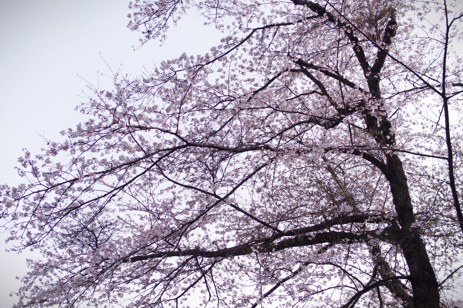 f:id:hisadoi:20190331073714j:plain f:id:hisadoi:20190331073714j:plain