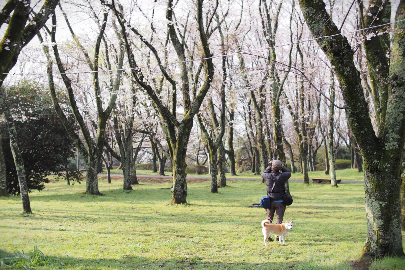 f:id:hisadoi:20190331074141j:plain f:id:hisadoi:20190331074141j:plain