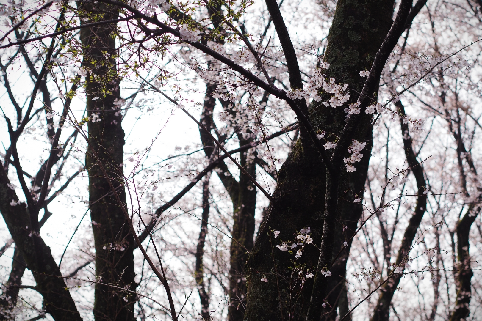 f:id:hisadoi:20190331075347j:plain f:id:hisadoi:20190331075347j:plain