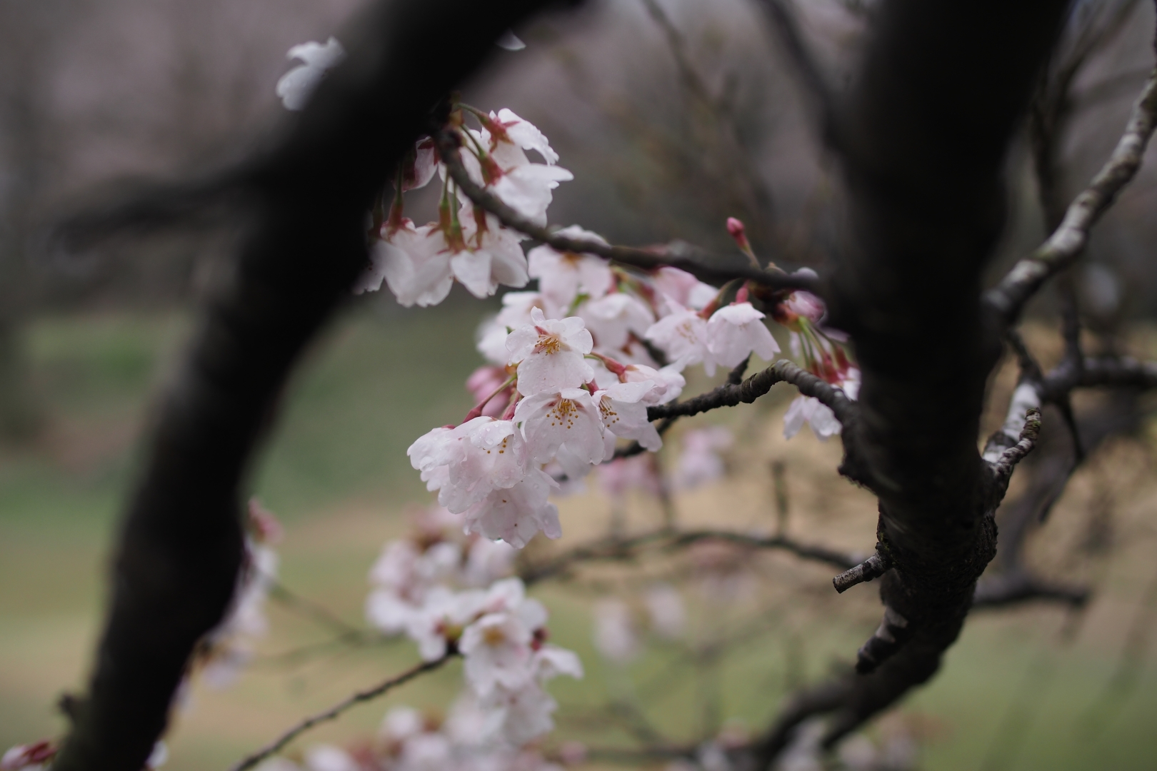 f:id:hisadoi:20190331081327j:plain f:id:hisadoi:20190331081327j:plain