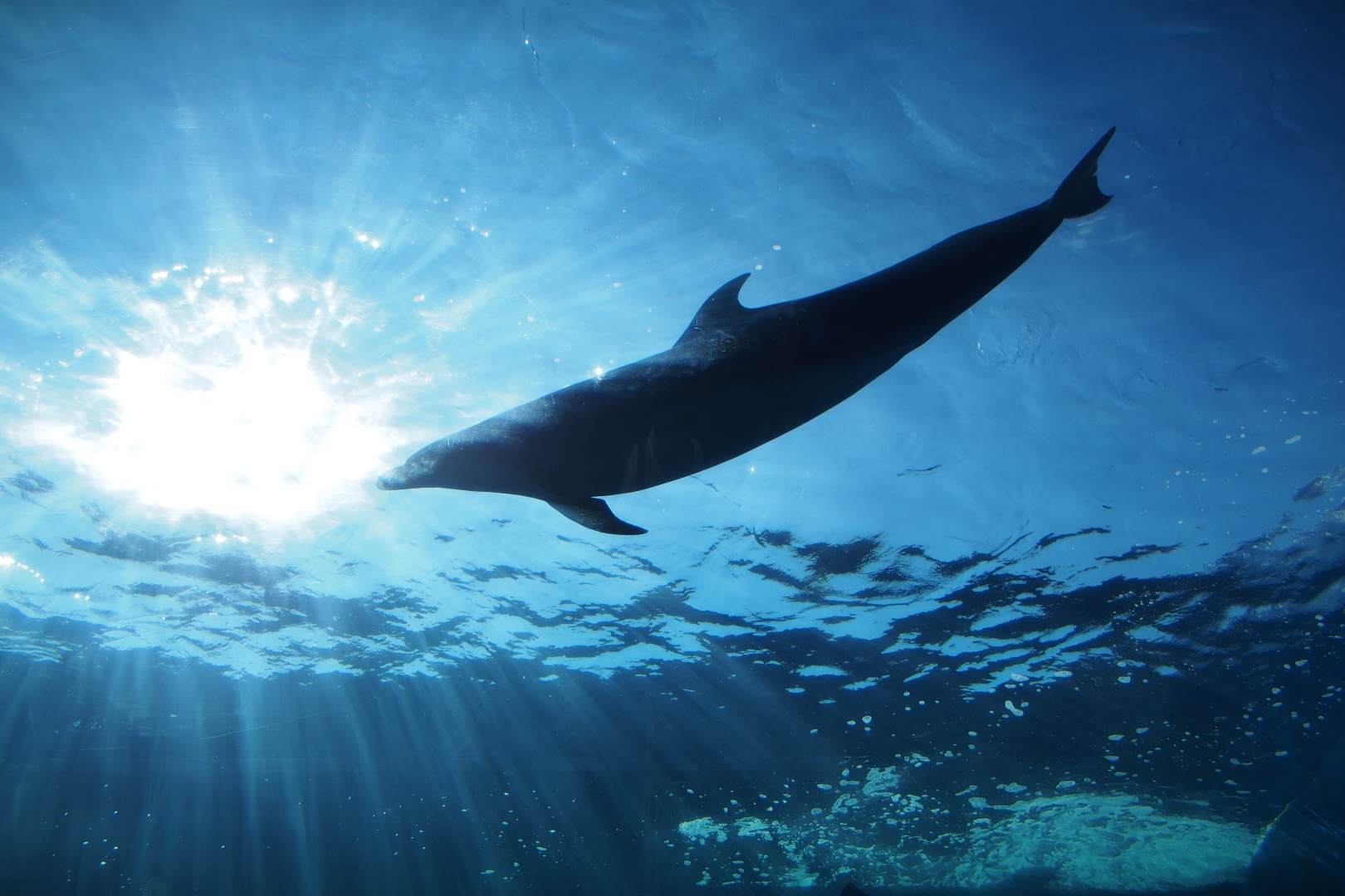 f:id:hisadoi:20190902144352j:plain