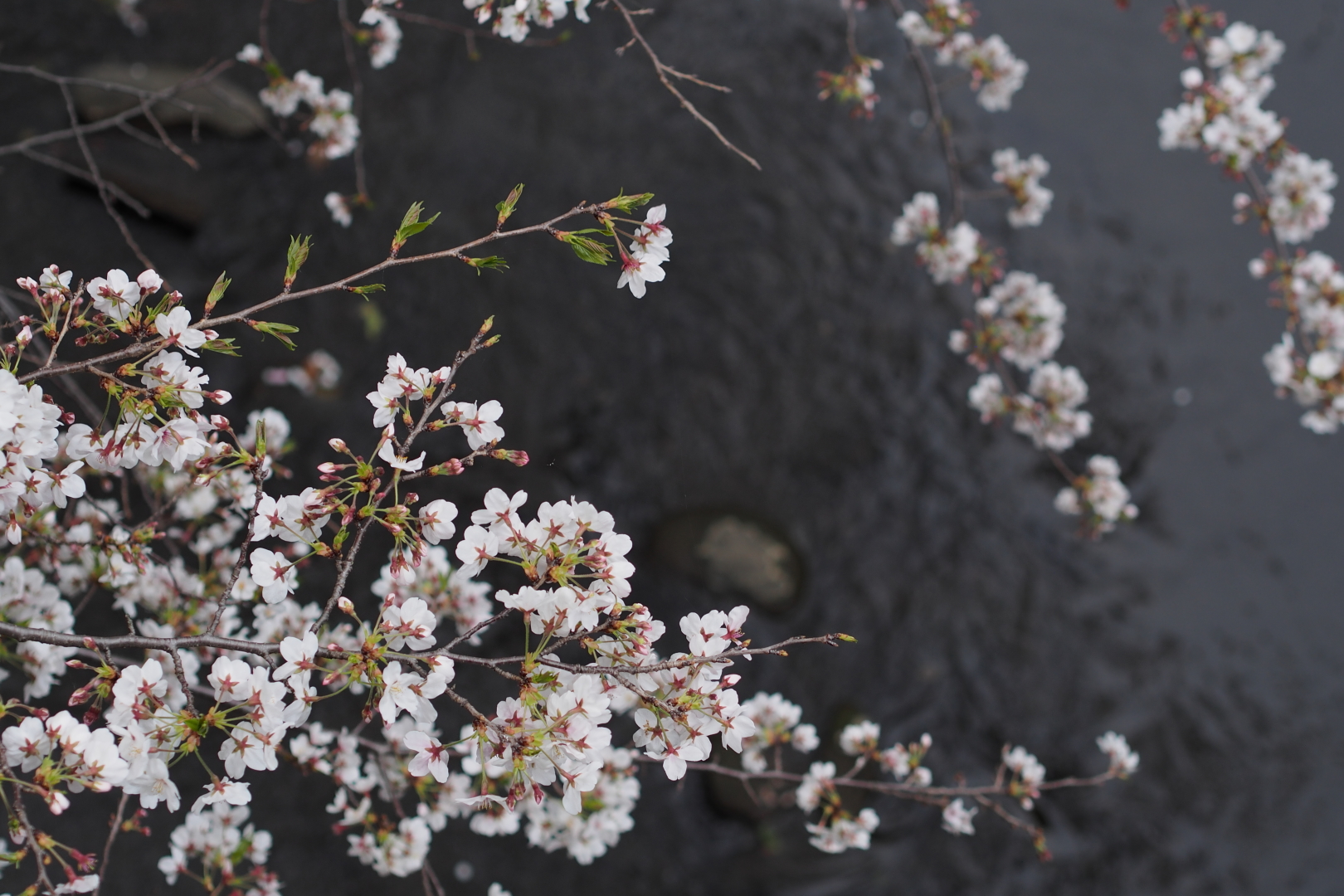 f:id:hisadoi:20200327172858j:plain