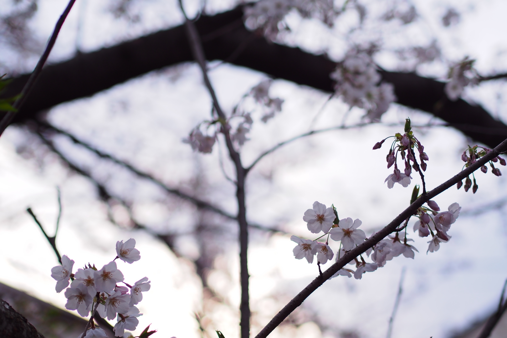 f:id:hisadoi:20200327174758j:plain