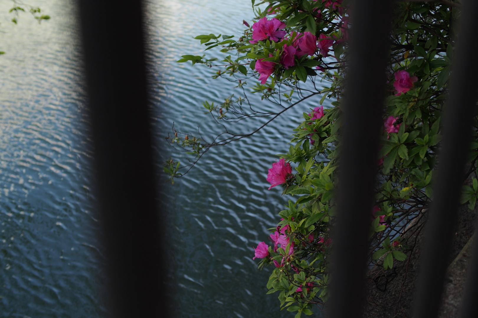 f:id:hisadoi:20200419155507j:plain