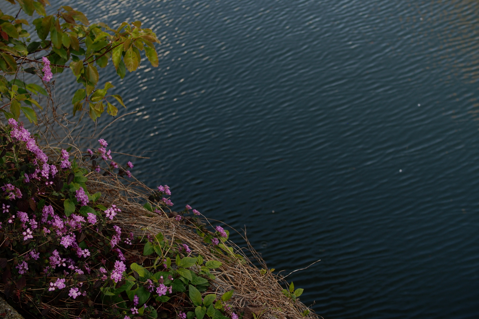 f:id:hisadoi:20200419160419j:plain