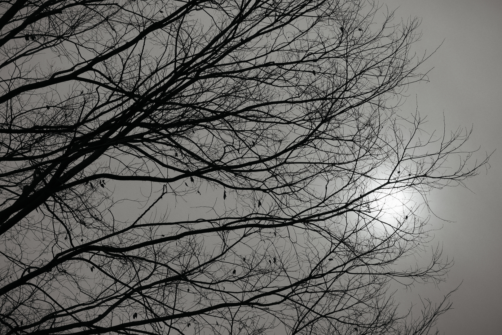 f:id:hisadoi:20210111111108j:plain