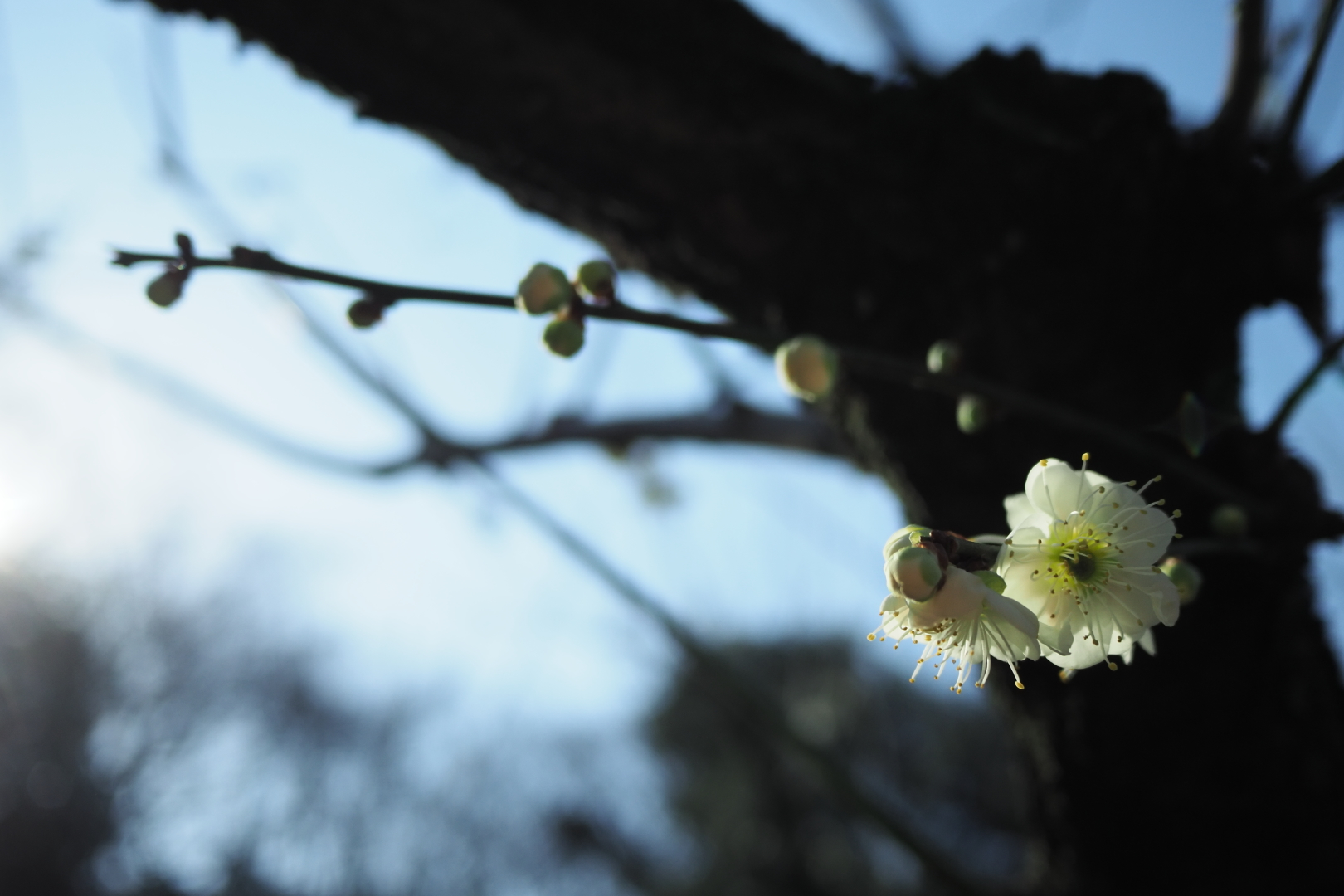 f:id:hisadoi:20210221095116j:plain