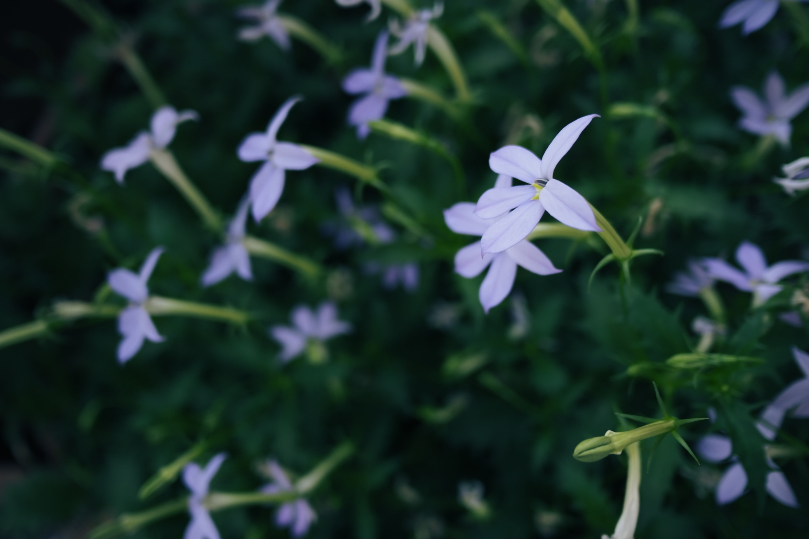 f:id:hisadoi:20210523182326j:plain