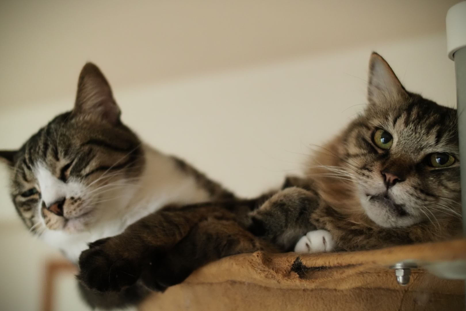 f:id:hisadoi:20210523183001j:plain